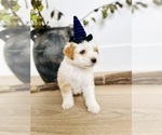 Puppy 2 Aussiedoodle-Miniature Australian Shepherd Mix