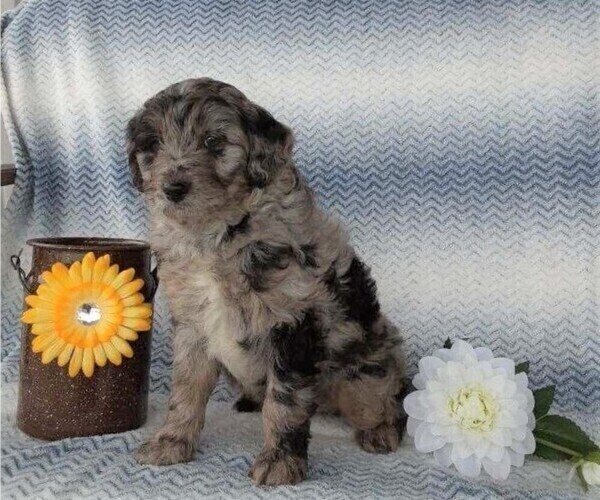 Medium Photo #3 Aussiedoodle Puppy For Sale in FREDERICKSBG, OH, USA