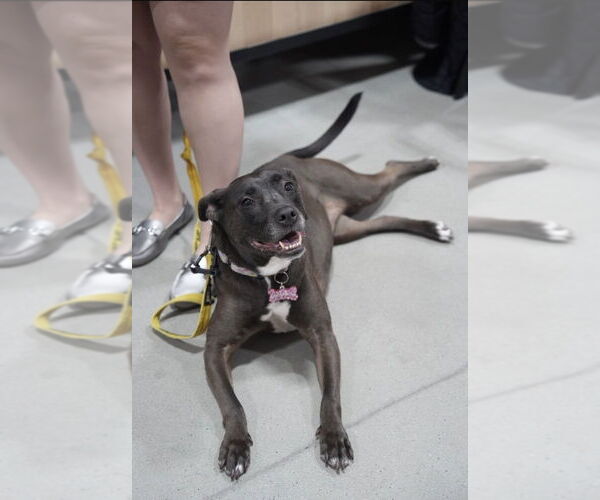 Medium Photo #12 Labrador Retriever-Unknown Mix Puppy For Sale in Boston, MA, USA