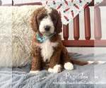 Small #3 Goldendoodle (Miniature)
