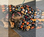 Small Mutt