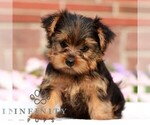 Small #4 Yorkshire Terrier