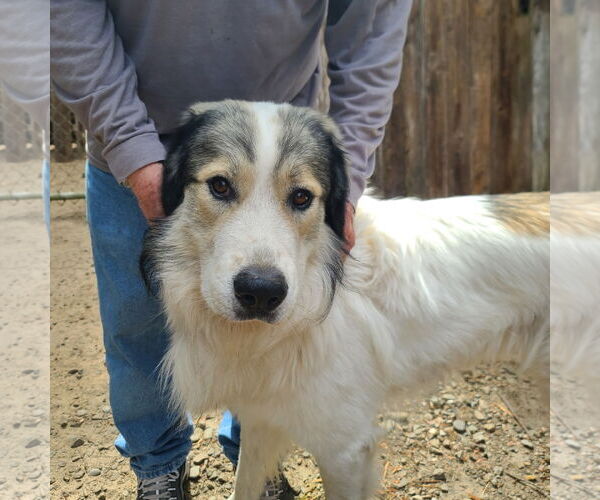 Medium Photo #1 Anatolian Pyrenees Puppy For Sale in Bend, OR, USA