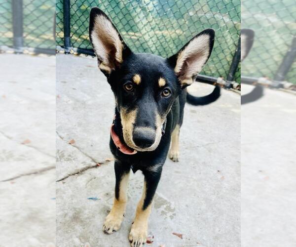 Medium Photo #1 Mutt Puppy For Sale in Santa Barbara, CA, USA
