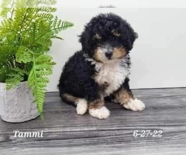 Medium Photo #2 Bernedoodle (Miniature) Puppy For Sale in SHIPSHEWANA, IN, USA