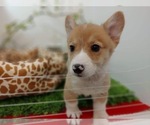 Small Photo #25 Pembroke Welsh Corgi Puppy For Sale in LOS ANGELES, CA, USA
