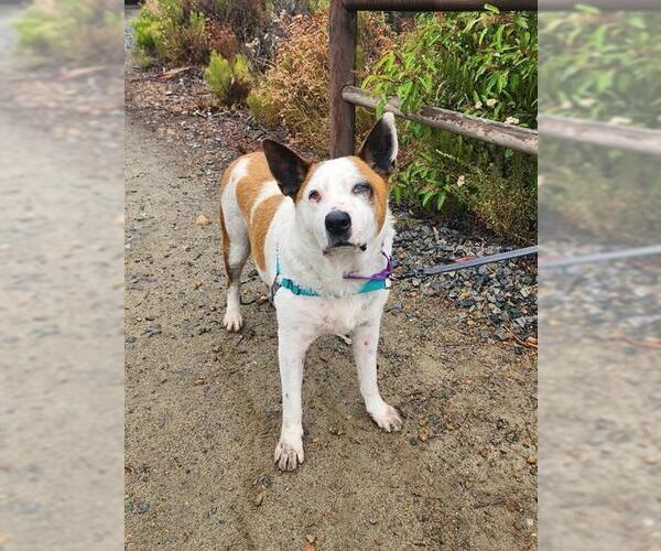 Medium Photo #1 Mutt Puppy For Sale in Chula Vista, CA, USA