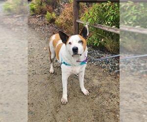 Mutt Dogs for adoption in Chula Vista, CA, USA