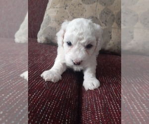 Bichon Frise Puppy for sale in KISSIMMEE, FL, USA