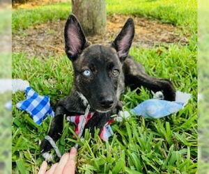 Mutt Dogs for adoption in Naples, FL, USA