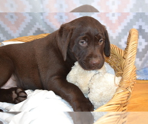 Labrador Retriever Puppy for sale in GREENWOOD, WI, USA