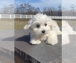 Small #1 Coton de Tulear