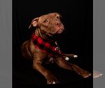 Small Photo #7 Staffordshire Bull Terrier-Unknown Mix Puppy For Sale in Marine City, MI, USA