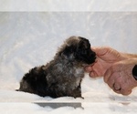 Small #17 ShihPoo