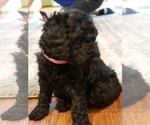 Small Photo #1 Poodle (Standard) Puppy For Sale in BRANDON, FL, USA