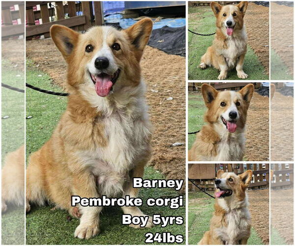Medium Photo #1 Pembroke Welsh Corgi Puppy For Sale in Seattle, WA, USA
