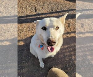 Siberian Husky-Unknown Mix Dogs for adoption in Cedar Crest, NM, USA