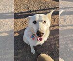 Small Siberian Husky Mix