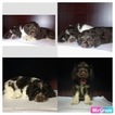 Small Photo #1 Cocker Spaniel Puppy For Sale in WILMER, TX, USA