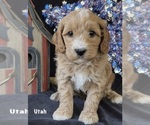 Small Australian Labradoodle