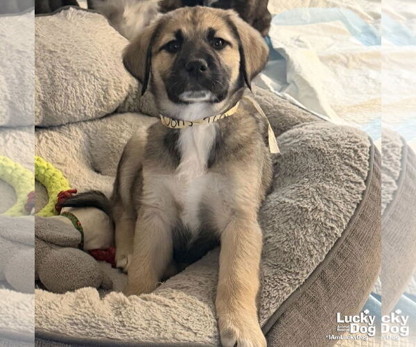 Medium Photo #1 Labrenees Puppy For Sale in Washington, DC, USA