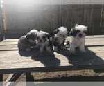 Small Photo #2 Shih Tzu Puppy For Sale in POTEET, TX, USA