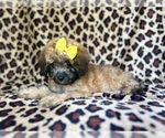 Small #6 Cavapoo