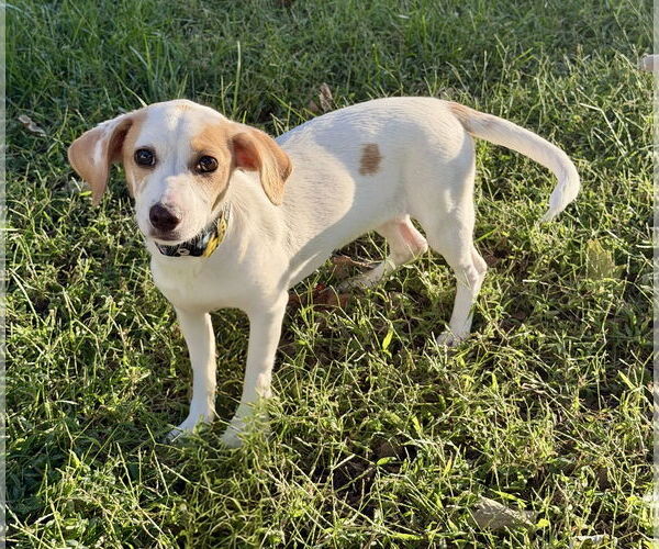 Medium Photo #1 Doxle Puppy For Sale in Omaha, NE, USA