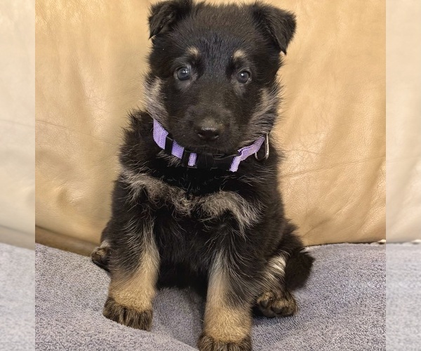 Medium Photo #38 German Shepherd Dog Puppy For Sale in BRIGHTON, CO, USA