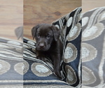 Puppy Lynsey Labrador Retriever