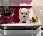 Small Photo #65 Maltese Puppy For Sale in GOSHEN, IN, USA