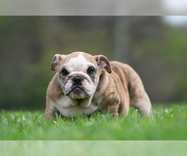 Medium Photo #13 Bulldog Puppy For Sale in WARSAW, IN, USA