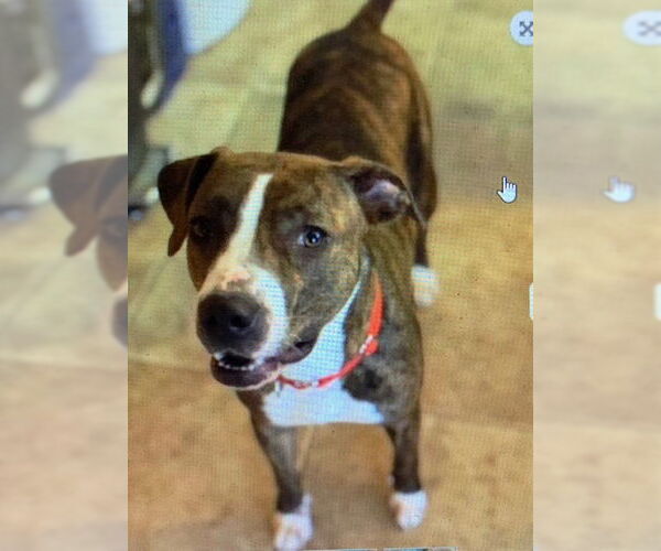 Medium Photo #11 Mountain Cur-Unknown Mix Puppy For Sale in Doylestown, PA, USA