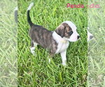 Small #1 Boxer