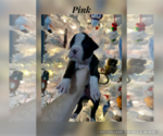 Puppy Pink Boxer