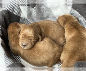 Golden Irish Puppy for Sale in SHEDD, Oregon USA