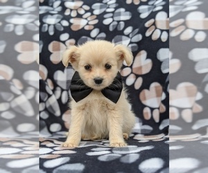 Cavapoo-Pomeranian Mix Puppy for sale in CHRISTIANA, PA, USA