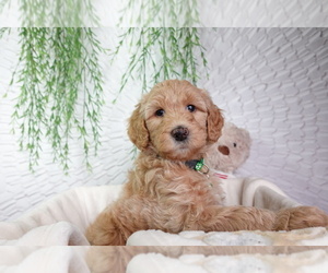 Goldendoodle Puppy for sale in NASHVILLE, TN, USA