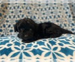 Small Photo #4 Aussiedoodle Miniature  Puppy For Sale in LAKELAND, FL, USA