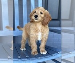 Small #6 Goldendoodle