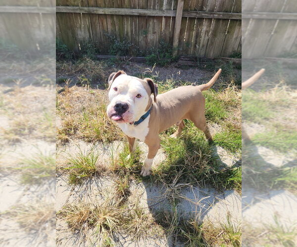 Medium Photo #8 American Pit Bull Terrier Puppy For Sale in Evansville, IN, USA
