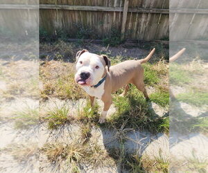 Boss - Male American Pit Bull Terrier Dog for Adoption - Photo #8