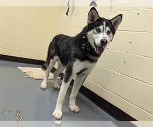 Siberian Husky Dogs for adoption in Denver, CO, USA