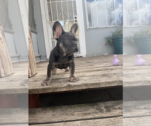 Medium Photo #1 French Bulldog Puppy For Sale in FAIRFIELD, CA, USA