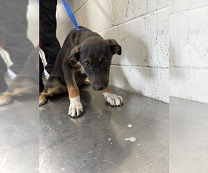 Mutt Dogs for adoption in San Bernardino, CA, USA
