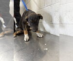 Small Mutt
