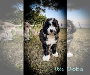 Bernedoodle Puppy for sale in CHEYENNE, WY, USA