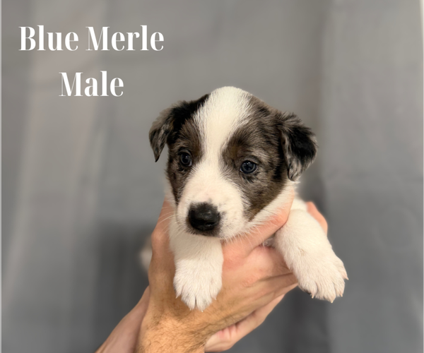 Medium Photo #1 Texas Heeler Puppy For Sale in URBANA, IN, USA