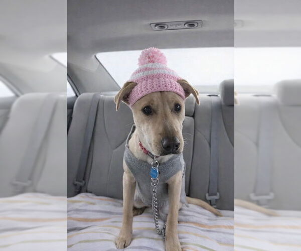 Medium Photo #2 Mutt Puppy For Sale in Mt. Laurel, NJ, USA