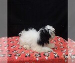 Jag - Male Shih-Poo Puppy for Sale - Photo #5